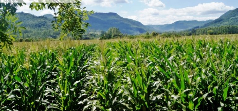 B-509     ÁREA DE TERRA PLANA E TODA APROVEITÁVEL