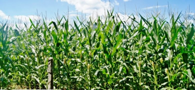 B-509     ÁREA DE TERRA PLANA E TODA APROVEITÁVEL