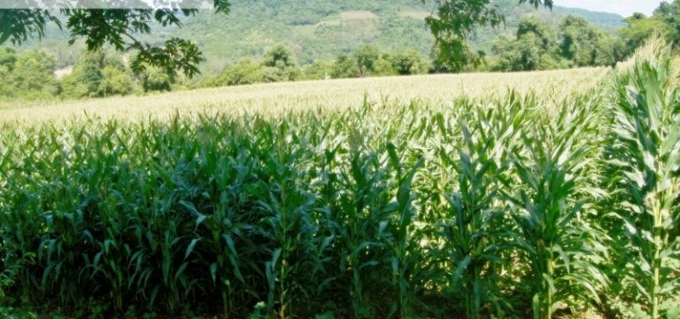 B-509     ÁREA DE TERRA PLANA E TODA APROVEITÁVEL