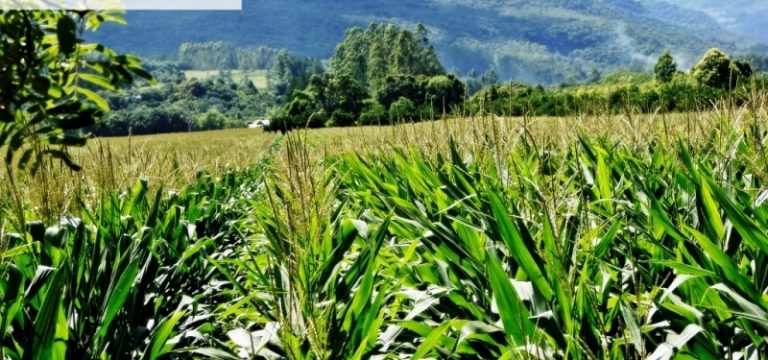 B-509     ÁREA DE TERRA PLANA E TODA APROVEITÁVEL