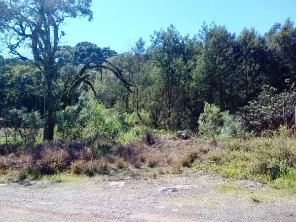 B-50     TERRENO EM CAXIAS DO SUL