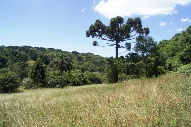 B-524     FANTÁSTICA ÁREA DE TERRAS PARA EMPREENDIMENTO COMERCIAL