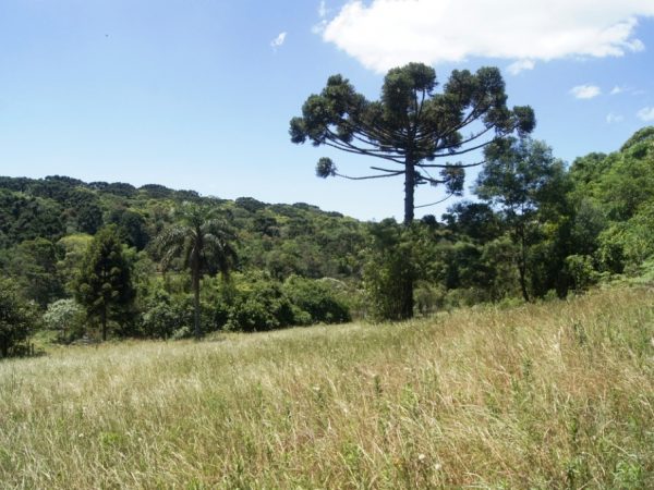 B-524     FANTÁSTICA ÁREA DE TERRAS PARA EMPREENDIMENTO COMERCIAL