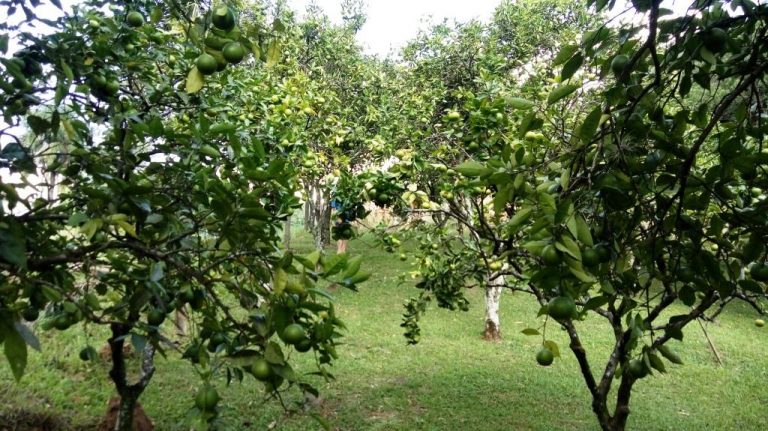 B-430     SÍTIO COMPLETO DE TUDO NA SERRA GAÚCHA!!! DUVIDO MAIS BONITO!!!