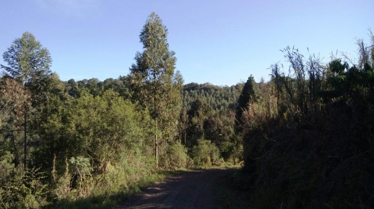 B-535     ÁREA DE TERRAS COM FANTÁSTICA VISTA PANORÂMICA NA DIVISA DE NOVA PETRÓPOLIS COM LINHA NOVA!!!