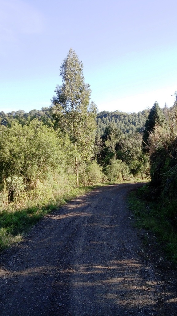 B-535     ÁREA DE TERRAS COM FANTÁSTICA VISTA PANORÂMICA NA DIVISA DE NOVA PETRÓPOLIS COM LINHA NOVA!!!