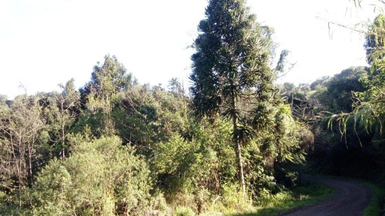B-535     ÁREA DE TERRAS COM FANTÁSTICA VISTA PANORÂMICA NA DIVISA DE NOVA PETRÓPOLIS COM LINHA NOVA!!!