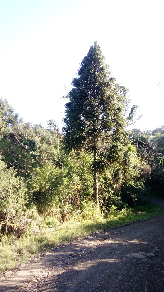 B-535     ÁREA DE TERRAS COM FANTÁSTICA VISTA PANORÂMICA NA DIVISA DE NOVA PETRÓPOLIS COM LINHA NOVA!!!