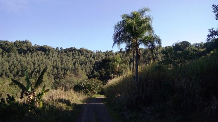 B-535     ÁREA DE TERRAS COM FANTÁSTICA VISTA PANORÂMICA NA DIVISA DE NOVA PETRÓPOLIS COM LINHA NOVA!!!