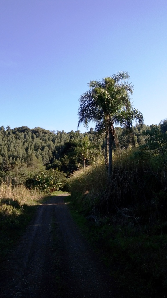 B-535     ÁREA DE TERRAS COM FANTÁSTICA VISTA PANORÂMICA NA DIVISA DE NOVA PETRÓPOLIS COM LINHA NOVA!!!