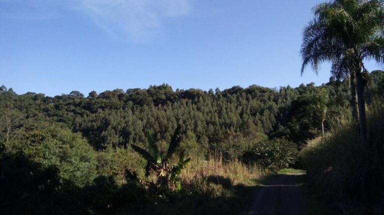 B-535     ÁREA DE TERRAS COM FANTÁSTICA VISTA PANORÂMICA NA DIVISA DE NOVA PETRÓPOLIS COM LINHA NOVA!!!