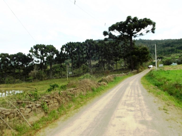 B-534     FANTÁSTICA ÁREA DE TERRAS!!! APENAS HÁ 2 KM DA RS 235