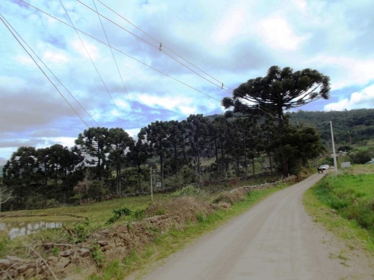 B-534     FANTÁSTICA ÁREA DE TERRAS!!! APENAS HÁ 2 KM DA RS 235