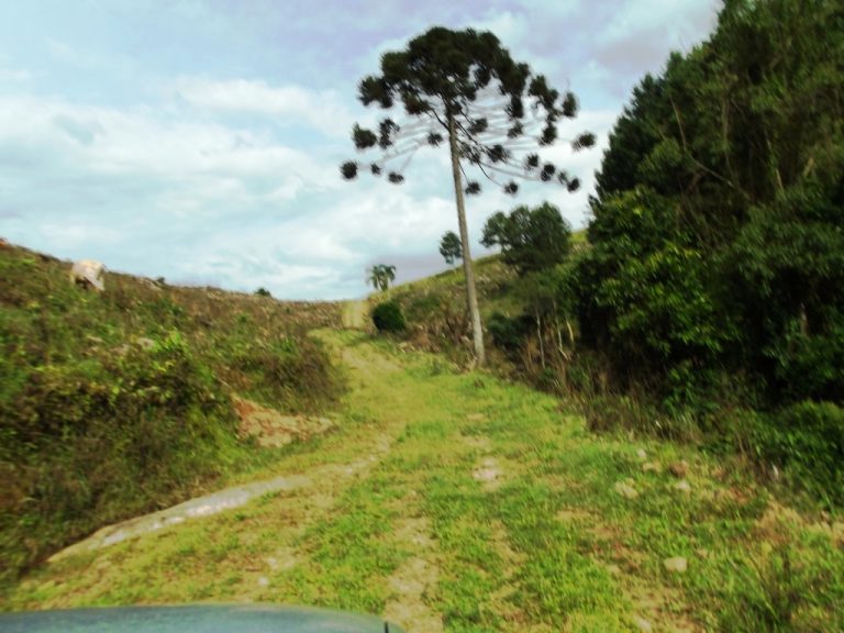 B-529     BELÍSSIMA ÁREA DE TERRAS COM VISÃO PANORÂMICA FANTÁSTICA, HA POUCOS KM DA RS 235!!!