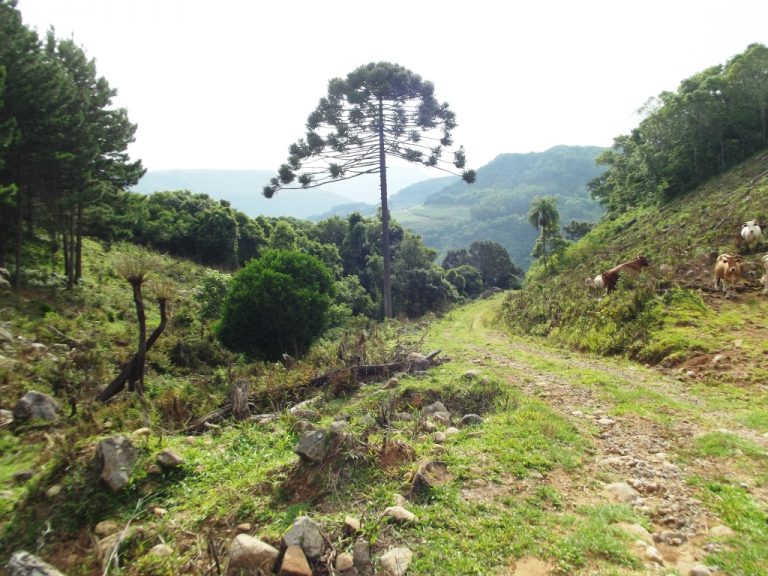 B-529     BELÍSSIMA ÁREA DE TERRAS COM VISÃO PANORÂMICA FANTÁSTICA, HA POUCOS KM DA RS 235!!!