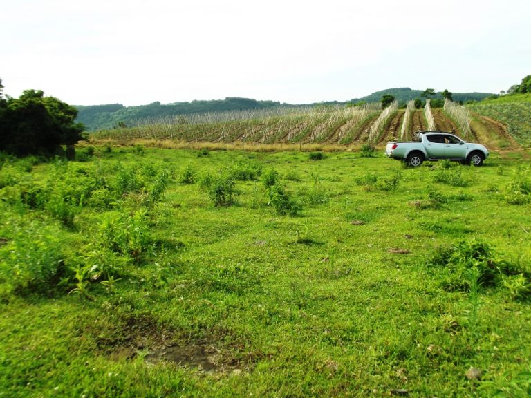 B-529     BELÍSSIMA ÁREA DE TERRAS COM VISÃO PANORÂMICA FANTÁSTICA, HA POUCOS KM DA RS 235!!!