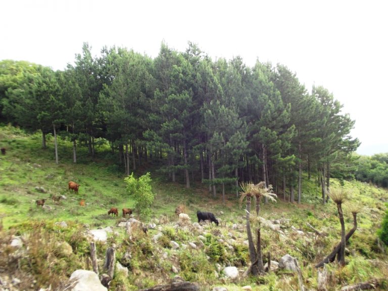 B-529     BELÍSSIMA ÁREA DE TERRAS COM VISÃO PANORÂMICA FANTÁSTICA, HA POUCOS KM DA RS 235!!!