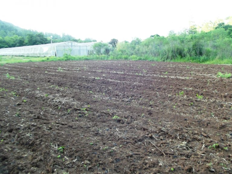 B-436     LINDO SÍTIO LOCALIZADO EM ARROIO PAIXÃO-NOVA PETRÓPOLIS