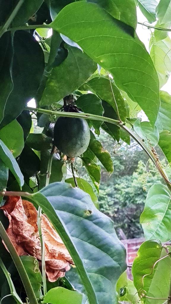 B-436     LINDO SÍTIO LOCALIZADO EM ARROIO PAIXÃO-NOVA PETRÓPOLIS