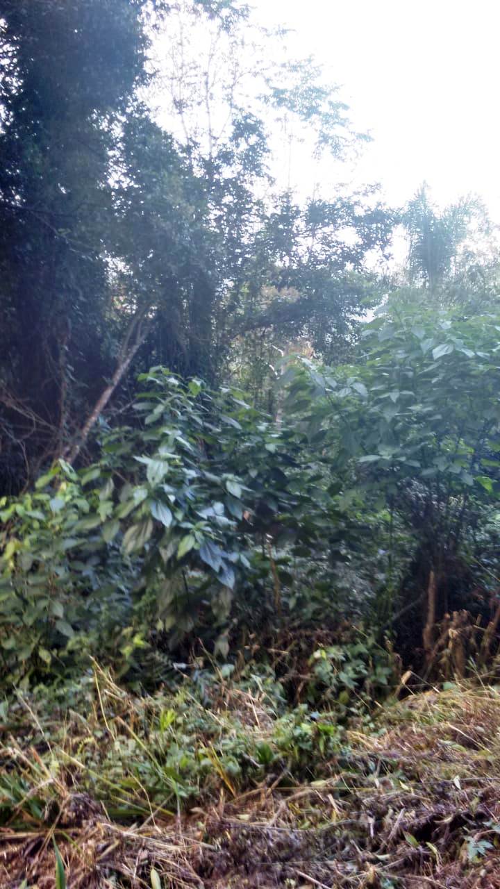 B-536     ÁREA DE TERRA PRÓXIMA AO MORRO DO VENTO-PICADA CAFÉ!!!