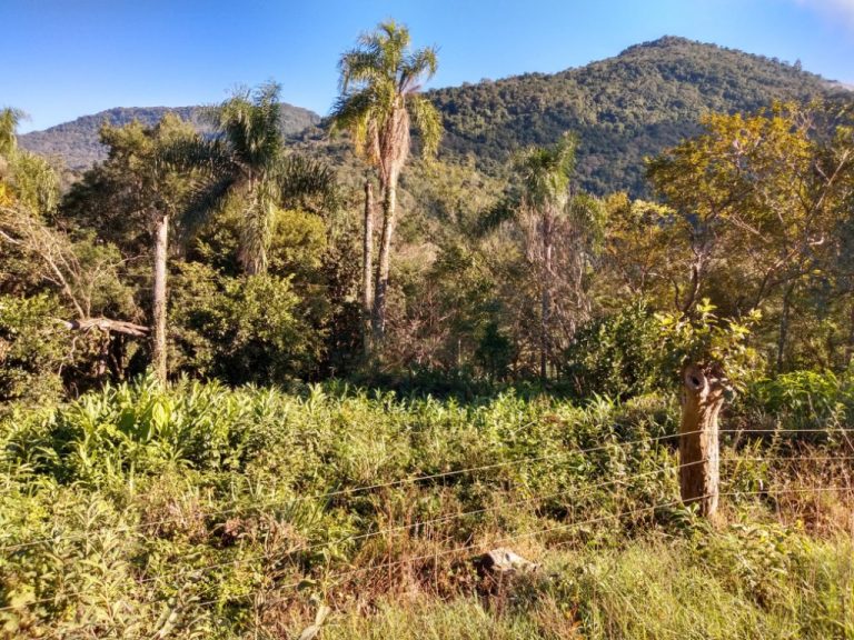 B-544     ÁREA DE TERRAS (20,00 Ha) FAZENDO DIVISA COM O RIO CAÍ !!!!