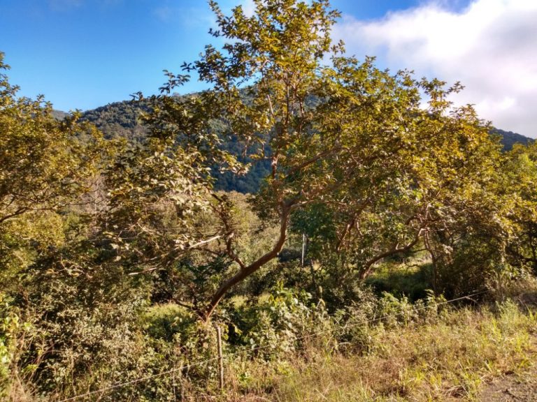 B-544     ÁREA DE TERRAS (20,00 Ha) FAZENDO DIVISA COM O RIO CAÍ !!!!
