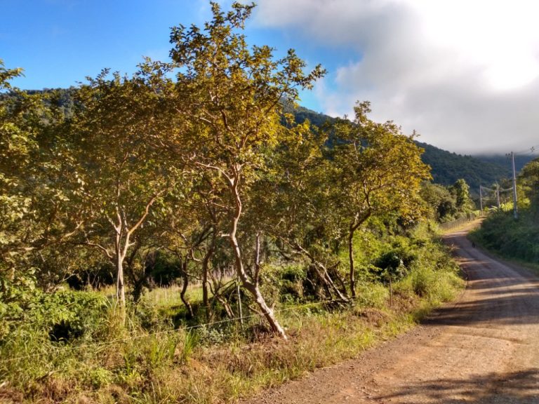 B-544     ÁREA DE TERRAS (20,00 Ha) FAZENDO DIVISA COM O RIO CAÍ !!!!