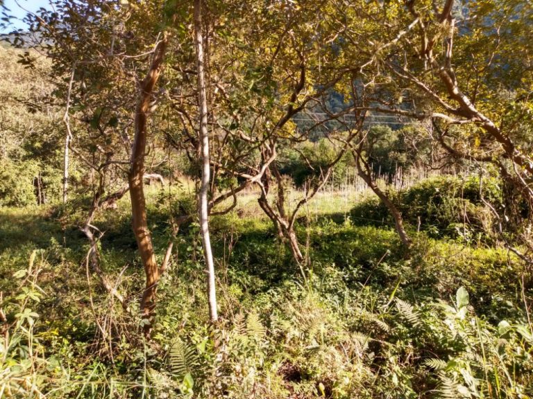 B-544     ÁREA DE TERRAS (20,00 Ha) FAZENDO DIVISA COM O RIO CAÍ !!!!