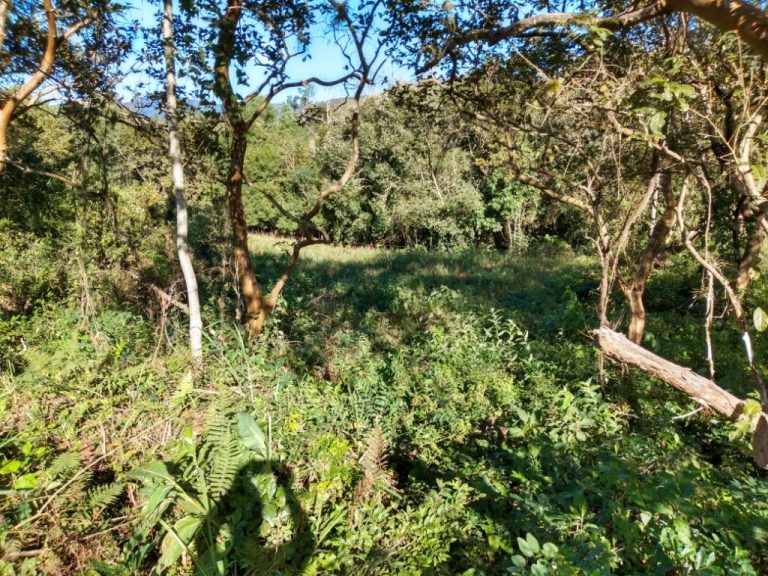 B-544     ÁREA DE TERRAS (20,00 Ha) FAZENDO DIVISA COM O RIO CAÍ !!!!