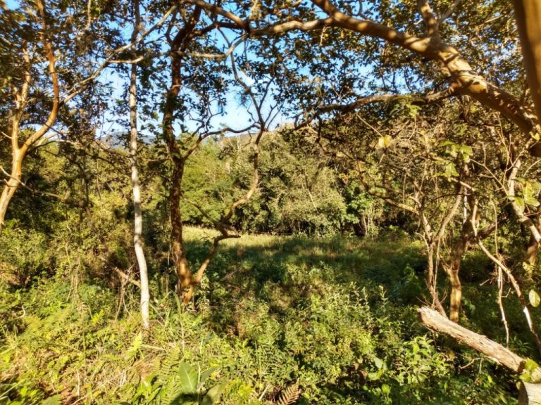 B-544     ÁREA DE TERRAS (20,00 Ha) FAZENDO DIVISA COM O RIO CAÍ !!!!