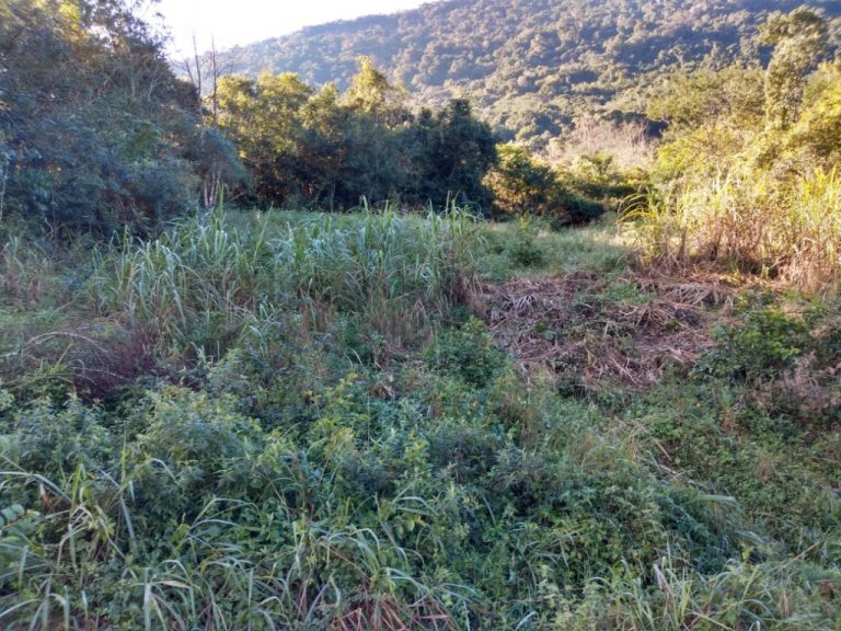 B-544     ÁREA DE TERRAS (20,00 Ha) FAZENDO DIVISA COM O RIO CAÍ !!!!