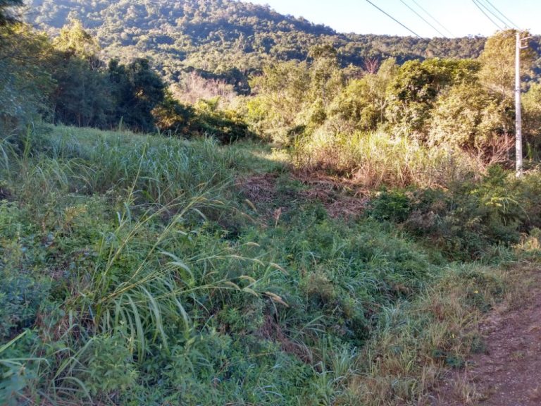 B-544     ÁREA DE TERRAS (20,00 Ha) FAZENDO DIVISA COM O RIO CAÍ !!!!