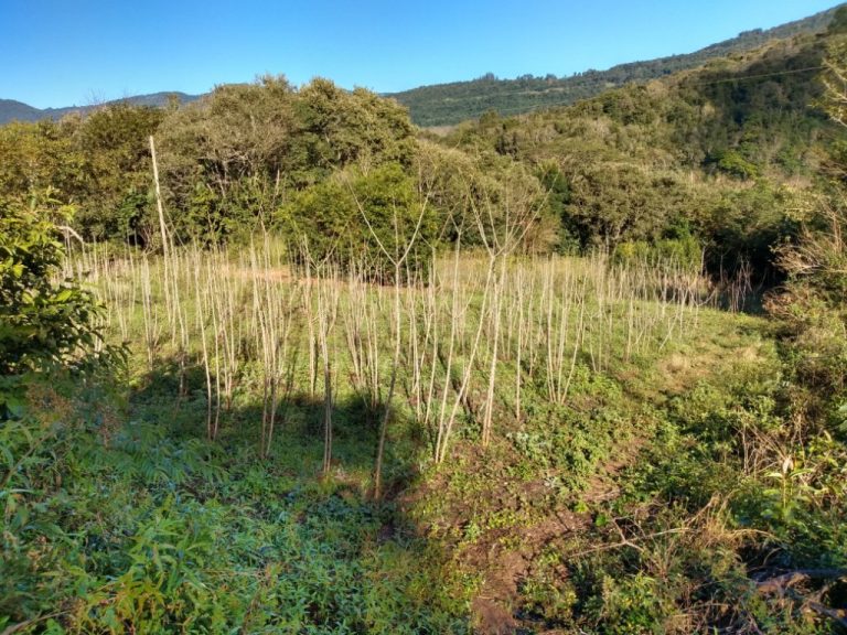 B-544     ÁREA DE TERRAS (20,00 Ha) FAZENDO DIVISA COM O RIO CAÍ !!!!