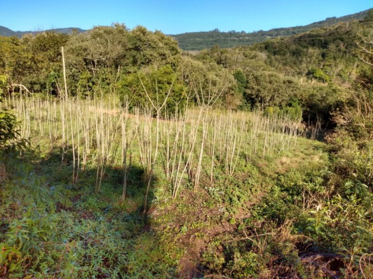 B-544     ÁREA DE TERRAS (20,00 Ha) FAZENDO DIVISA COM O RIO CAÍ !!!!