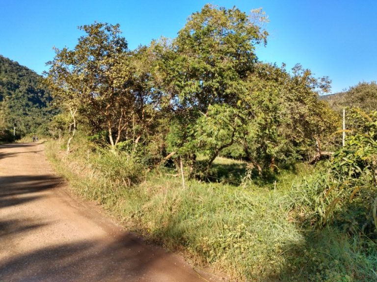 B-544     ÁREA DE TERRAS (20,00 Ha) FAZENDO DIVISA COM O RIO CAÍ !!!!