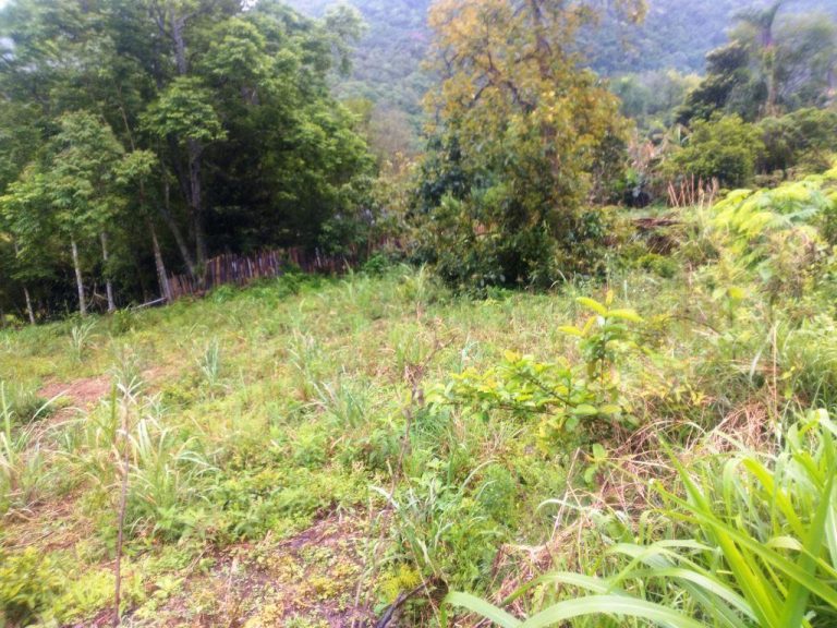 B-544     ÁREA DE TERRAS (20,00 Ha) FAZENDO DIVISA COM O RIO CAÍ !!!!