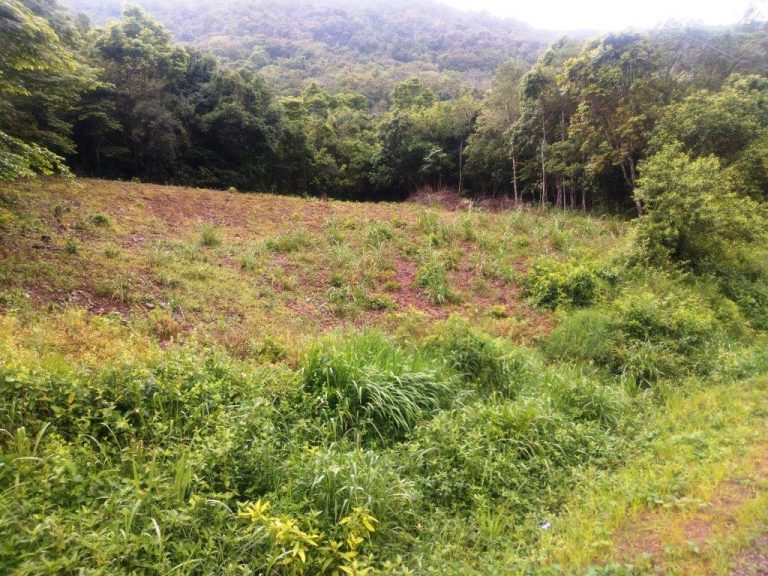 B-544     ÁREA DE TERRAS (20,00 Ha) FAZENDO DIVISA COM O RIO CAÍ !!!!
