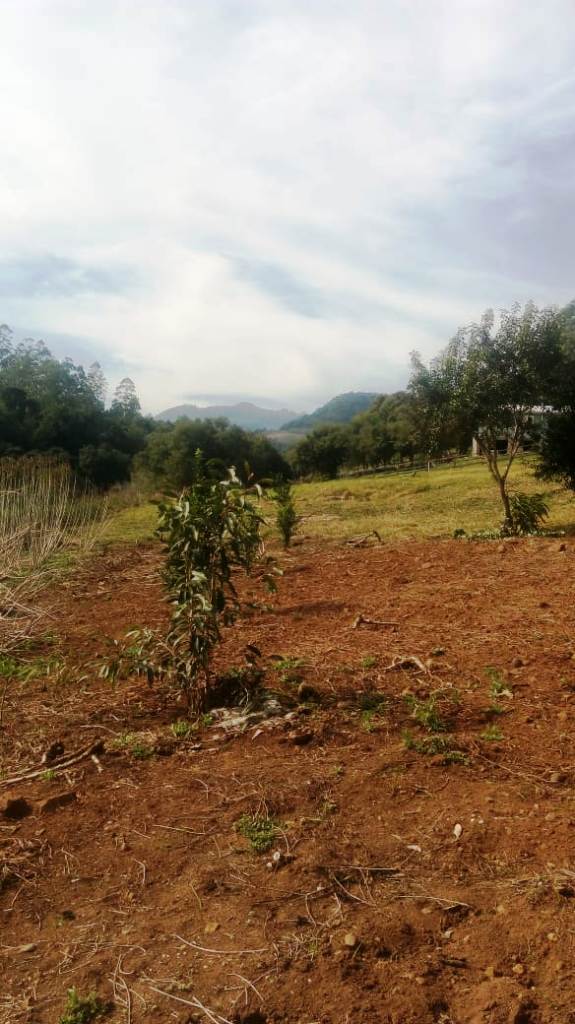 B-450     LINDO SÍTIO NA LOCALIDADE DE TIROL – NOVA PETRÓPOLIS!!!