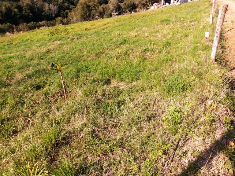 B-450     LINDO SÍTIO NA LOCALIDADE DE TIROL – NOVA PETRÓPOLIS!!!