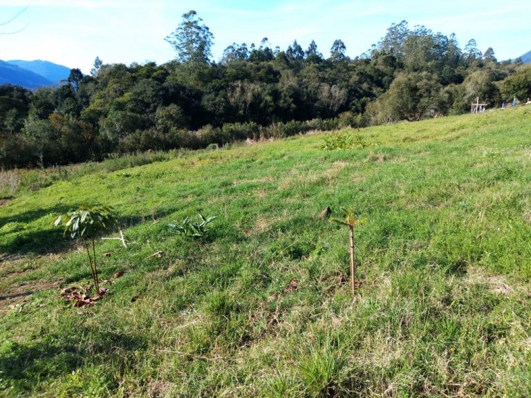 B-450     LINDO SÍTIO NA LOCALIDADE DE TIROL – NOVA PETRÓPOLIS!!!