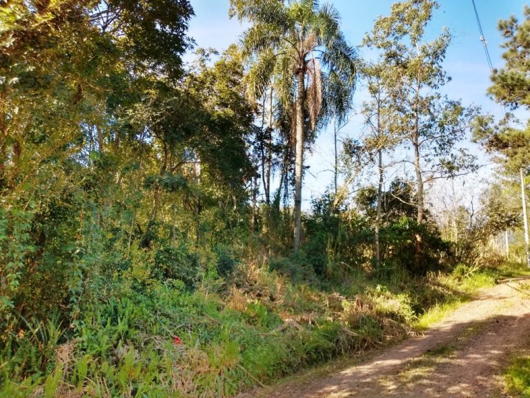 B-450     LINDO SÍTIO NA LOCALIDADE DE TIROL – NOVA PETRÓPOLIS!!!