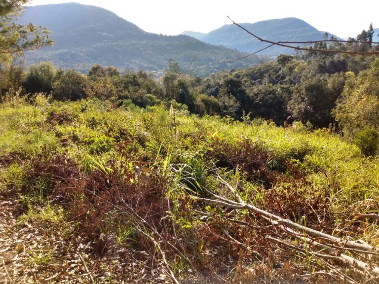 B-450     LINDO SÍTIO NA LOCALIDADE DE TIROL – NOVA PETRÓPOLIS!!!