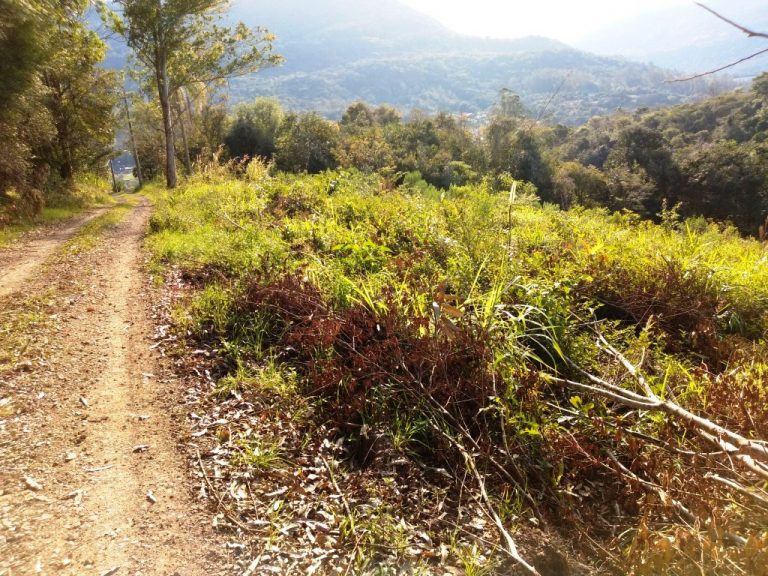 B-450     LINDO SÍTIO NA LOCALIDADE DE TIROL – NOVA PETRÓPOLIS!!!