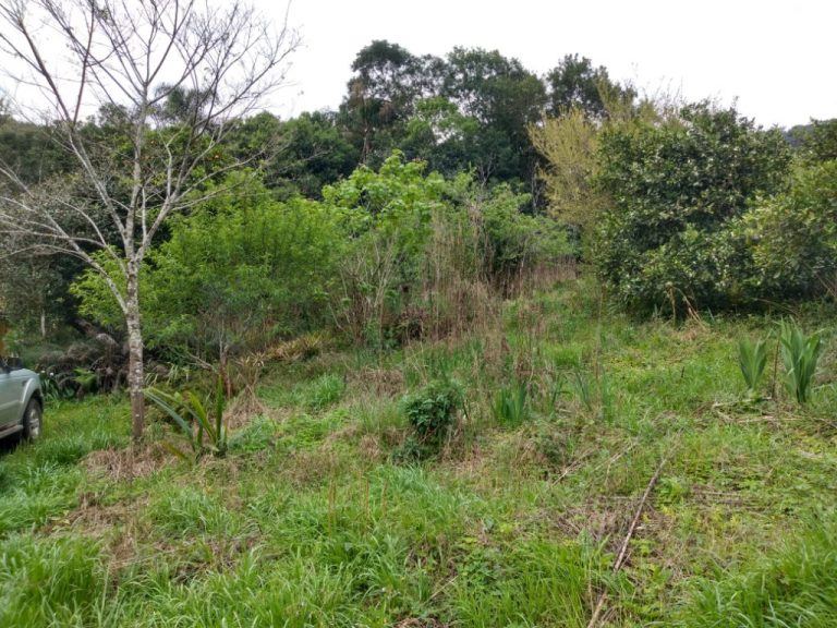 B-511     52,00 HA DE TERRAS NA LINHA OLINDA-NOVA PETRÓPOLIS!!!!