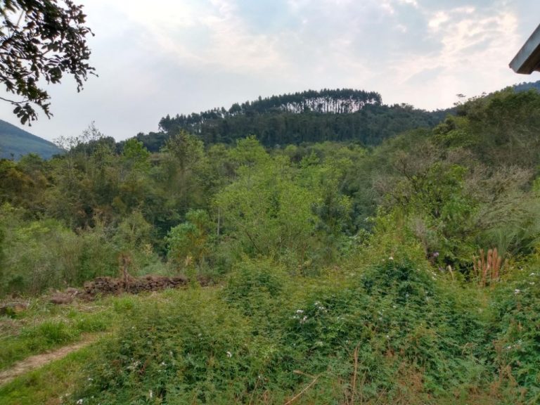 B-511     52,00 HA DE TERRAS NA LINHA OLINDA-NOVA PETRÓPOLIS!!!!