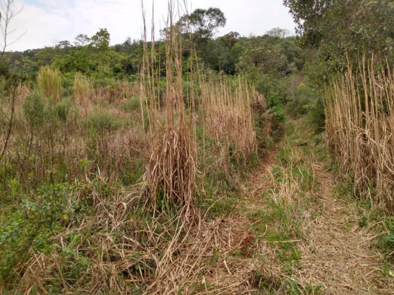 B-511     52,00 HA DE TERRAS NA LINHA OLINDA-NOVA PETRÓPOLIS!!!!