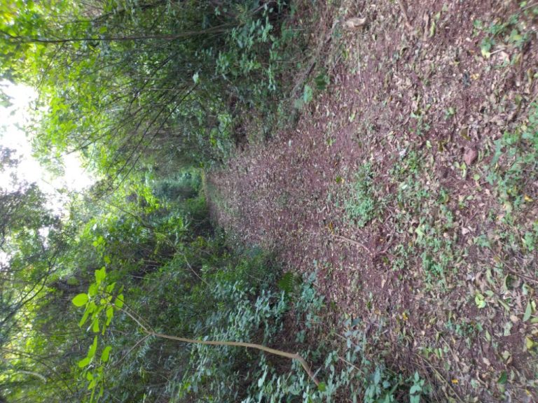 B-511     52,00 HA DE TERRAS NA LINHA OLINDA-NOVA PETRÓPOLIS!!!!