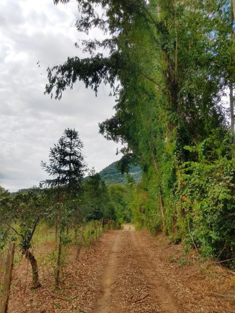 B-456     FANTÁSTICO SÍTIO EM NOVA PETRÓPOLIS!!! VALE A PENA CONHECER!!!