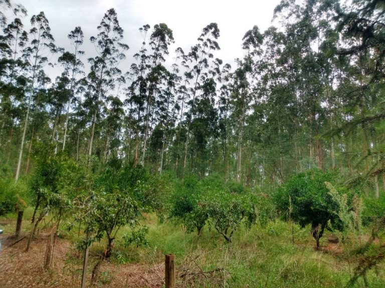 B-456     FANTÁSTICO SÍTIO EM NOVA PETRÓPOLIS!!! VALE A PENA CONHECER!!!