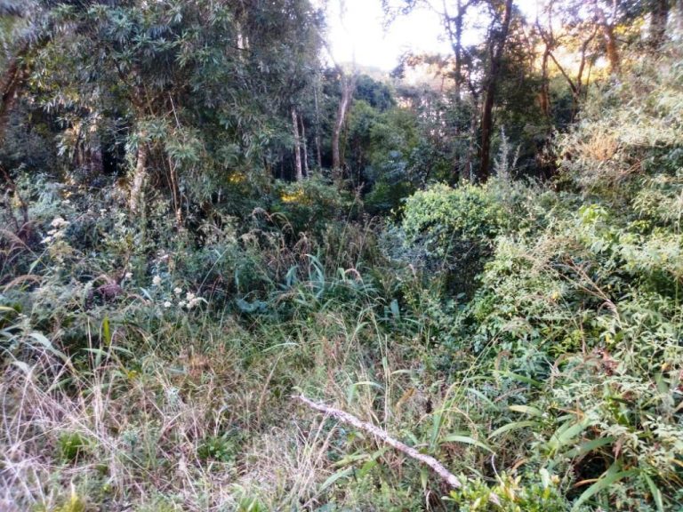 B-557     LINDA ÁREA DE TERRAS NA LINHA IMPERIAL – NOVA PETRÓPOLIS-SERRA GAÚCHA!!!